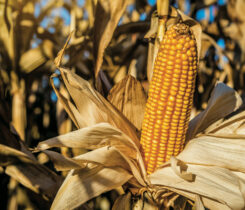 Corn is the No. 1 planted crop in the United States. (Image: vovashevchuk/iStock/Getty Images Plus/Getty Images)