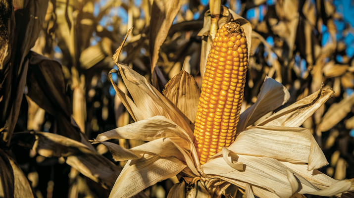 Corn is the No. 1 planted crop in the United States. (Image: vovashevchuk/iStock/Getty Images Plus/Getty Images)